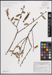 Foto von Salix cinerea L.